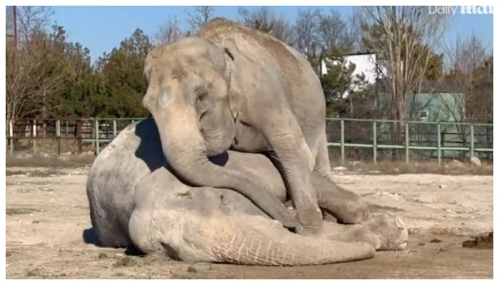 Video of elephant crying in grief after 25-year-old elephant dies goes viral