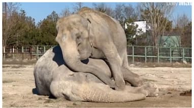 Video of elephant crying in grief after 25-year-old elephant dies goes viral Video of elephant crying in grief after 25-year-old elephant dies goes viral