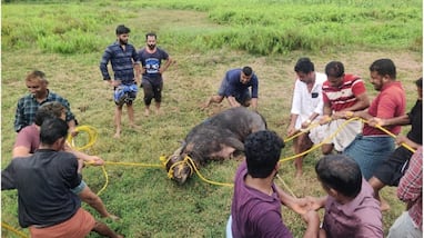buffalo brought for slaughter ran away and attacked three people vehicles damaged buffalo brought for slaughter ran away and attacked three people vehicles damaged