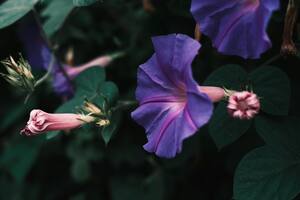 Spring Garden: 6 beautiful flowering vines to brighten your outdoor space