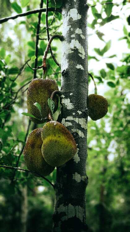 Why Jackfruit is Perfect for Summer