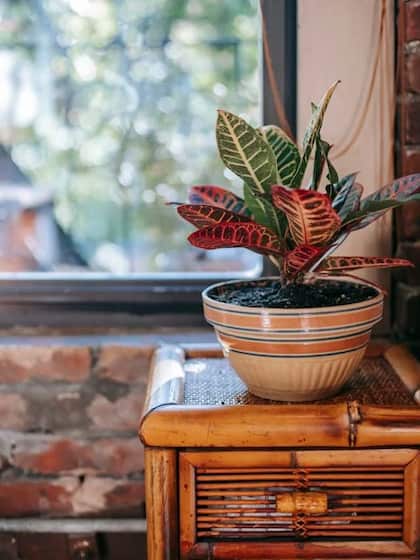 3. Increase Humidity Levels