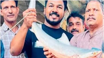 shark weighing about 5 kg was caught while casting a net in the kuttiyadi river locals are concerned shark weighing about 5 kg was caught while casting a net in the kuttiyadi river locals are concerned
