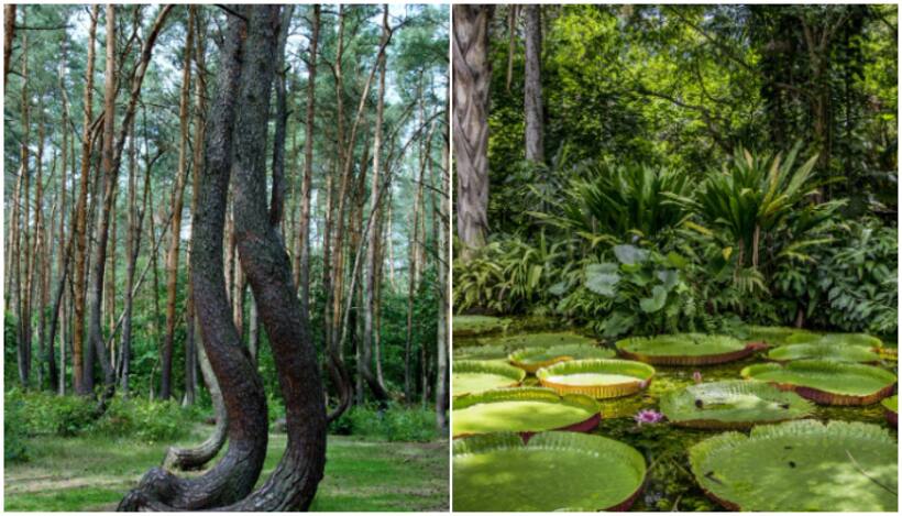 International Day of Forests