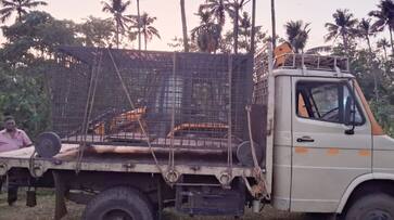 tiger cage brought in to trap a tiger that had captured a pet dog in Thrissur tiger cage brought in to trap a tiger that had captured a pet dog in Thrissur