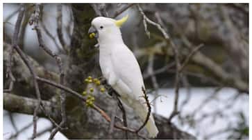 Mass death of birds in Australia experts suspect paralysis Mass death of birds in Australia experts suspect paralysis