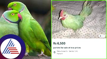 Pakistani Seller from Karachi Paints a Chicken Green and Sells it As a Parrot for Rs 6 500 suc Pakistani Seller from Karachi Paints a Chicken Green and Sells it As a Parrot for Rs 6 500 suc