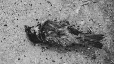 Jatinga Mysterious Suicide Point of Birds in India Jatinga Mysterious Suicide Point of Birds in India