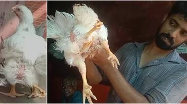 Chicken on sale has four legs There is a huge rush to see and buy the miracle chicken but it not for sale Chicken on sale has four legs There is a huge rush to see and buy the miracle chicken but it not for sale