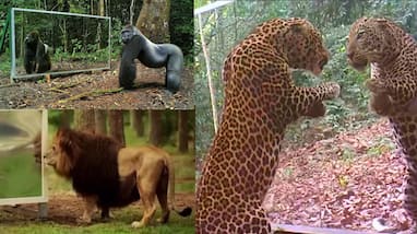 Jungle animals go wild upon seeing themselves in a mirror for the first time video gone viral suc Jungle animals go wild upon seeing themselves in a mirror for the first time video gone viral suc
