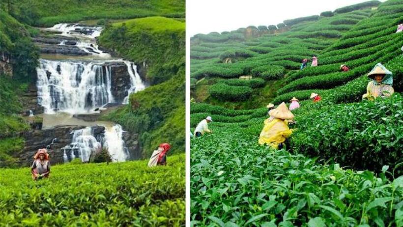 visit assams tea gardens 