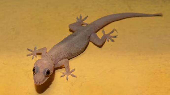 Lizard repellent hacks for summer