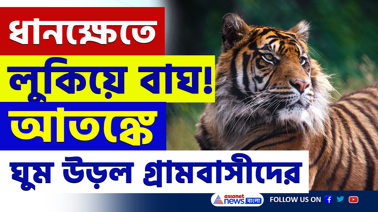 Kultali Tiger : পায়ের ছাপ স্পষ্ট, ধানক্ষেতে লুকিয়ে বাঘ! আতঙ্কে ঘুম উড়ল গ্রামবাসীদের