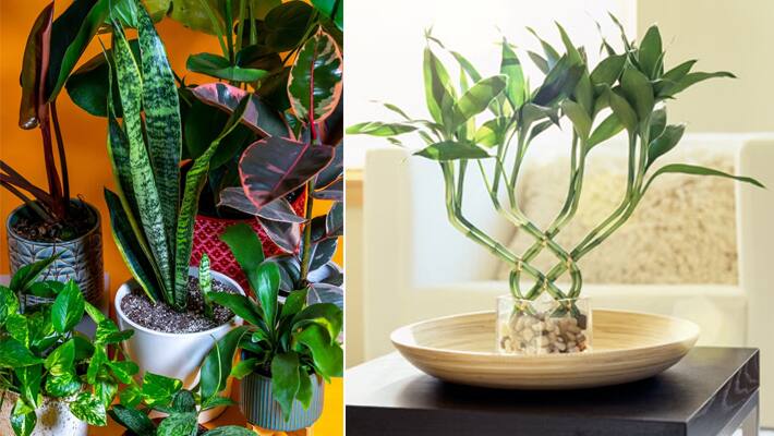 Plant for 50 years