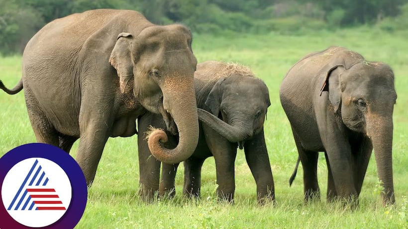 Asianet Image