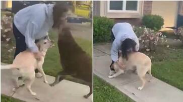 Sunita Williams Heartwarming Reunion with Her Dogs Goes Viral san Sunita Williams Heartwarming Reunion with Her Dogs Goes Viral san