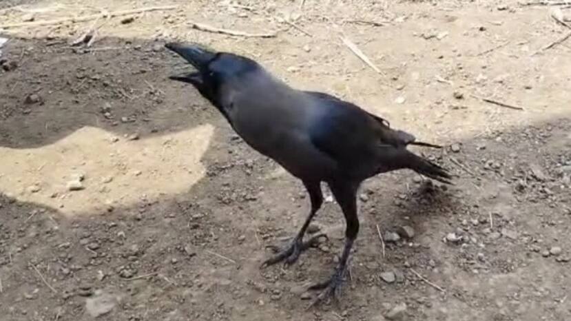 talking crow from palghar