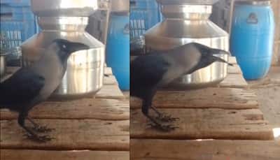 Viral Video: ఇందేదిరా మామా.! కాకి మాట్లాడుతోంది. వైరల్‌ వీడియో 