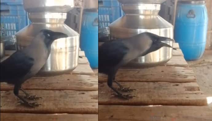 Crow talking viral video