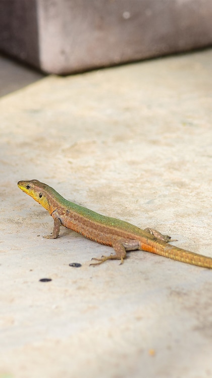 Simple, easy tricks to get rid of Lizards naturally from your home