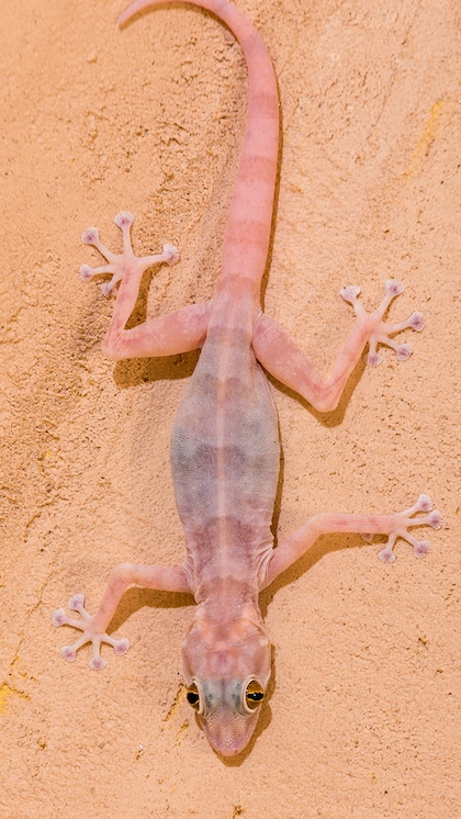 How to drive away lizards from home?