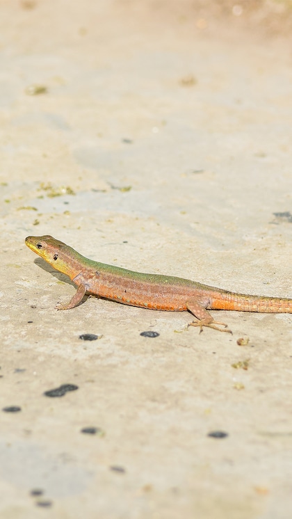 Drive away lizards with camphor!