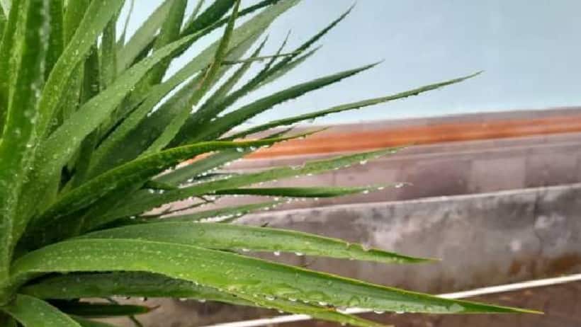 indoor plants