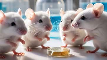 Microgravity primarily affects weight bearing bones NASA mice study reveals Microgravity primarily affects weight bearing bones NASA mice study reveals