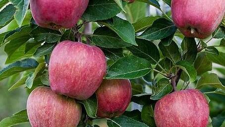 Apple farming