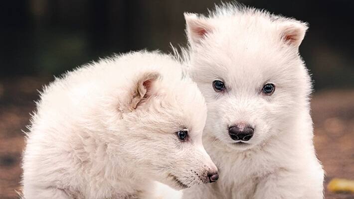 dire wolf