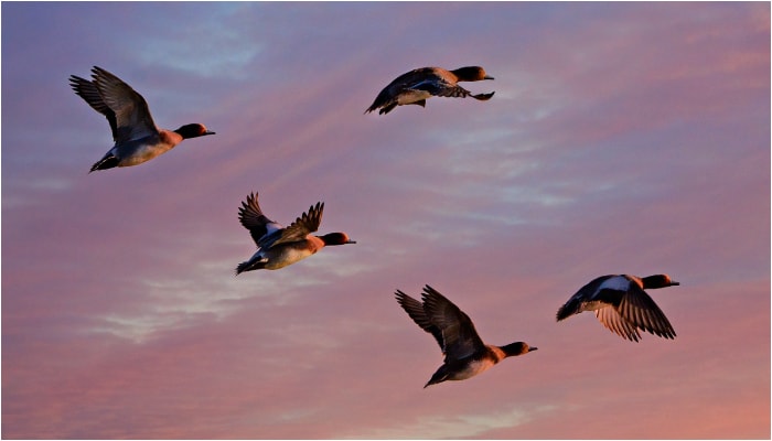 Why Birds Fly in V Formation Amazing Facts in Telugu VNR 