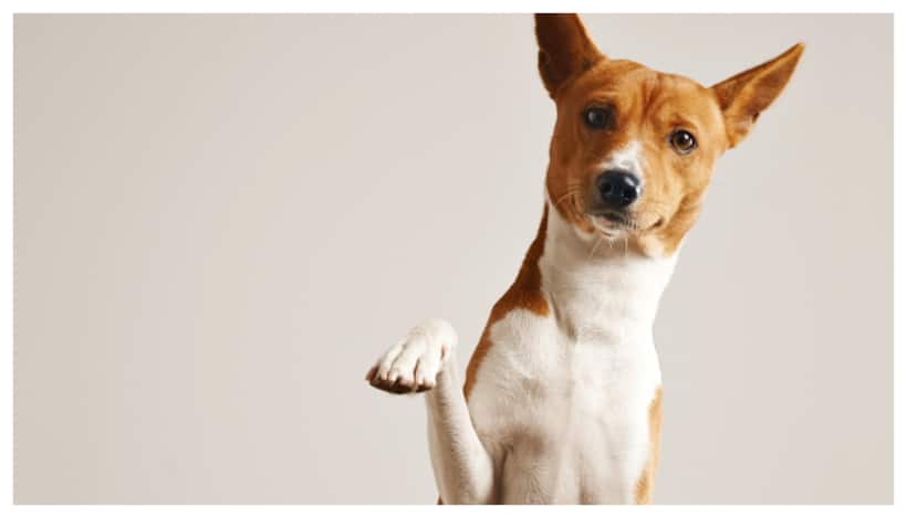 dog