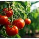 7 Health Benefits of Eating Tomatoes Daily in telugu KVG