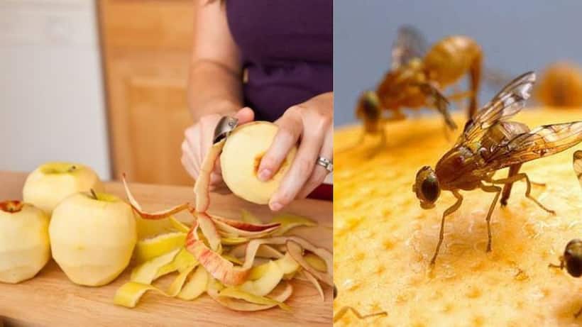 fruit cutting cleaning tips 
