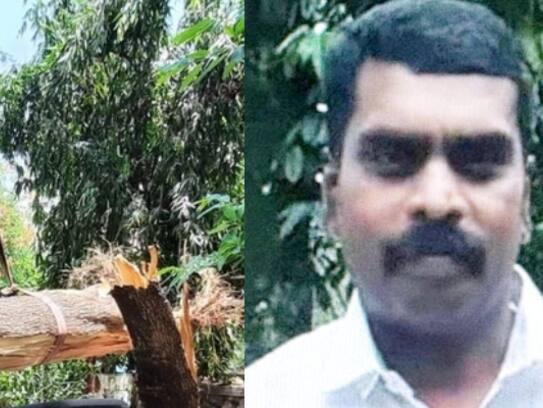 estate manager dies after tree falls on him in idukki