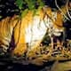 forest department search for human eating tiger in malappuram enters 7th day 21 May 2025