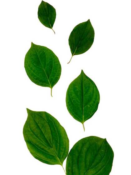3. Supports Respiratory Health