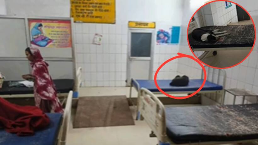 etawah hospital viral video stray dogs in maternity ward chc jaswantnagar negligence