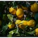 Doesnot the lemon ripen There's a way to worry 