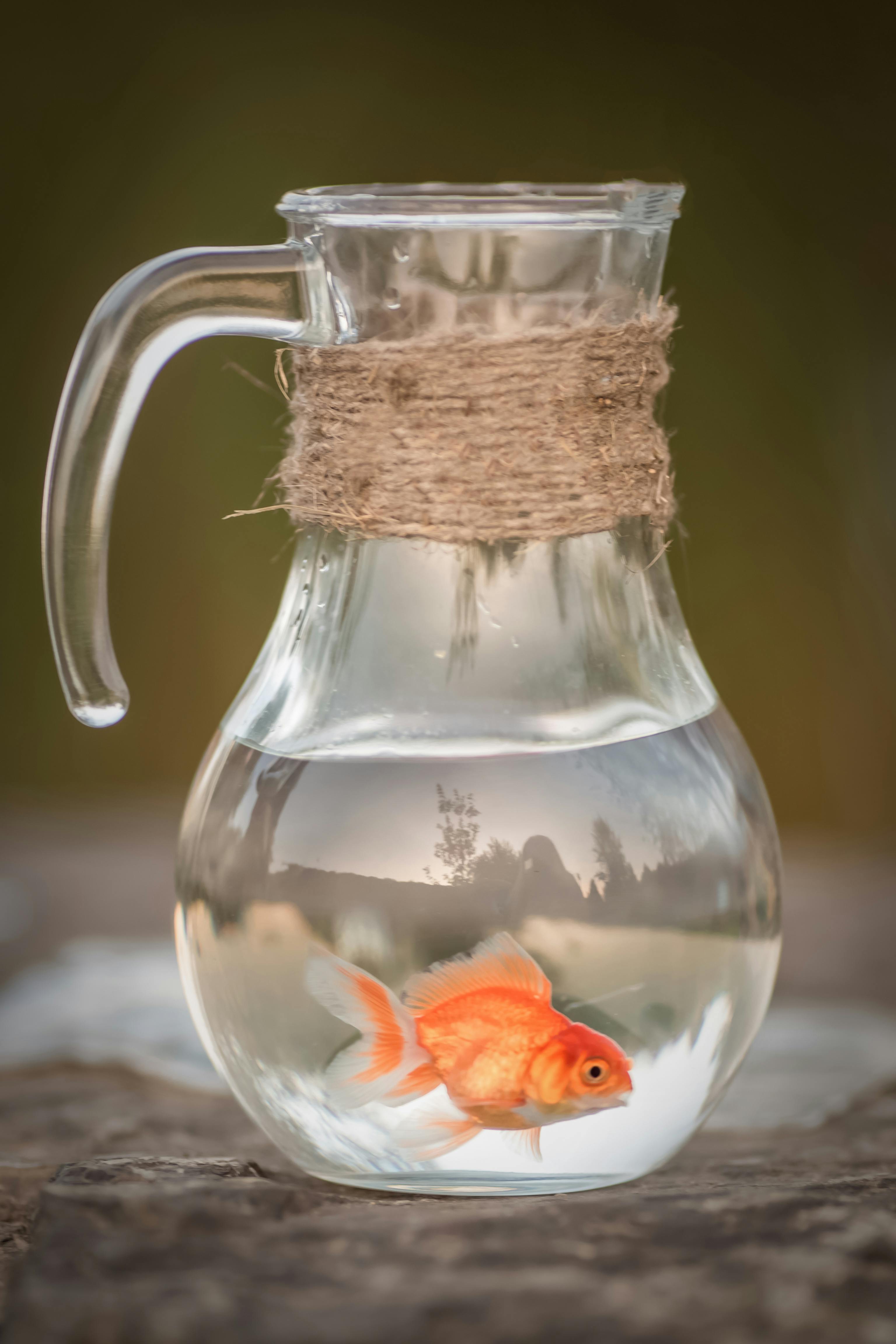 Vastu Benefits of Placing a Fish Aquarium at Home in telugu ram 