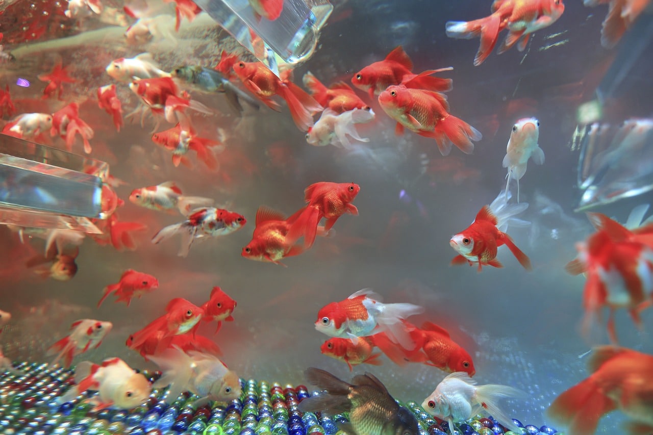  Do you have these fish at home If so please pay attention