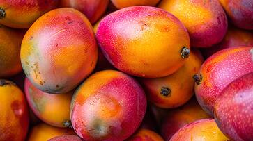 manglo World's most expensive mango: price, origin, and health benefits in telugu manglo World's most expensive mango: price, origin, and health benefits in telugu