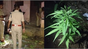 Another cannabis plant found in Perumbavoor city kochi police investigation Another cannabis plant found in Perumbavoor city kochi police investigation