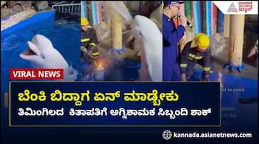 Beluga Whale Extinguishes Fire, Drenches Firefighters in Viral Video Beluga Whale Extinguishes Fire, Drenches Firefighters in Viral Video
