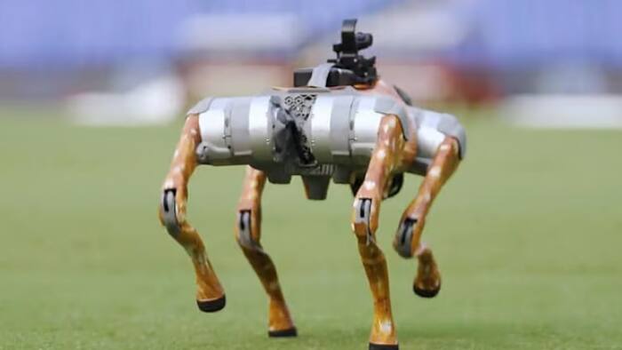 Robot Dog