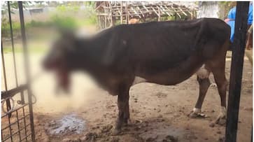 cracker exploded in mouth cow injured cracker exploded in mouth cow injured
