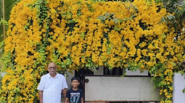 Cats claw in 5 cent land Ambalappuzha native Majeed's Vishu celebration with beautiful yellow flower Cats claw in 5 cent land Ambalappuzha native Majeed's Vishu celebration with beautiful yellow flower