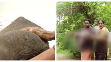 owner attack dog at idukki thodupuzha police took case owner attack dog at idukki thodupuzha police took case