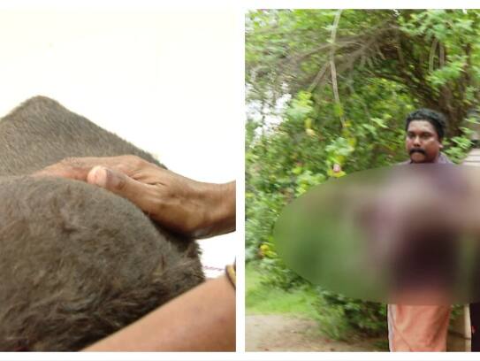 owner attack dog at idukki thodupuzha police took case