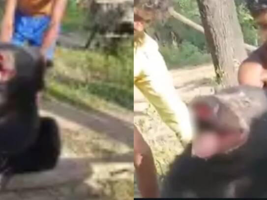 bear tortured by locals in Chhattisgarh tied legs together pulls out claws